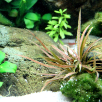 Cryptocoryne albida 'Brown' - Tropica košíček