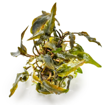 Cryptocoryne wendtii 'Mi Oya' - Tropica in vitro