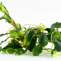 Bucephalandra pygmaea 'Bukit Kelam' - Tropica in vitro