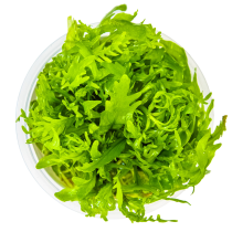 Hygrophila odora - Tropica in vitro