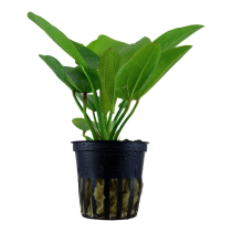 Echinodorus 'Aquartica' - Tropica košíček