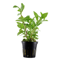 Hygrophila polysperma 'Rosanervig' - Tropica košíček