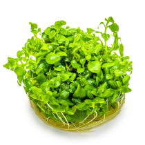 Hygrophila serpyllum - Tropica in vitro