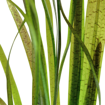 Vallisneria spiralis 'Tiger' - Tropica košíček