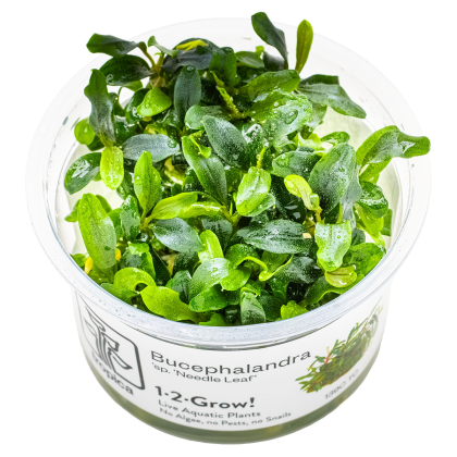 Bucephalandra sp. 'Needle Leaf' - Tropica in vitro