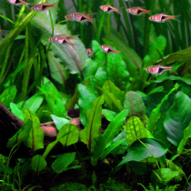 Cryptocoryne wendtii 'Green' - Tropica in vitro