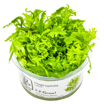 Hygrophila odora - Tropica in vitro