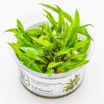 Cryptocoryne wendtii 'Green' - Tropica in vitro