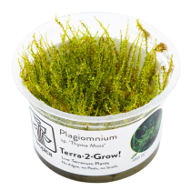 Plagiomnium sp. 'Thyme Moss' - Tropica in vitro