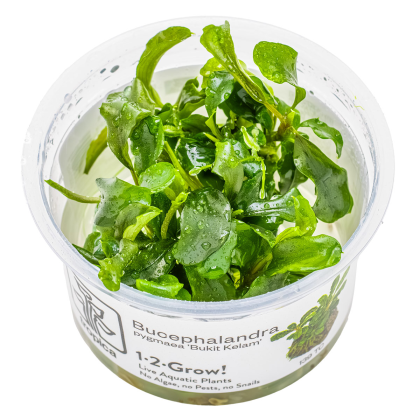 Bucephalandra pygmaea 'Bukit Kelam' - Tropica in vitro