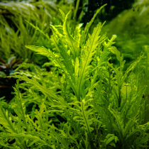 Hygrophila odora - Tropica in vitro
