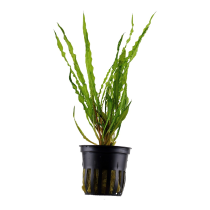 Cryptocoryne crispatula - Tropica košíček
