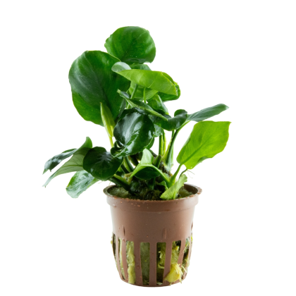 Anubias barteri ’Coin Leaf’ - Tropica košíček