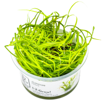 Juncus repens - Tropica in vitro