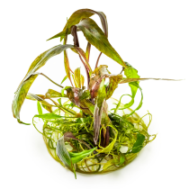 Cryptocoryne nurii - Tropica in vitro