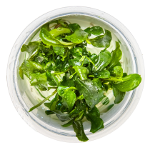 Bucephalandra pygmaea 'Bukit Kelam' - Tropica in vitro