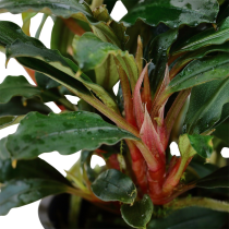 Bucephalandra sp. 'Red' - Tropica košíček