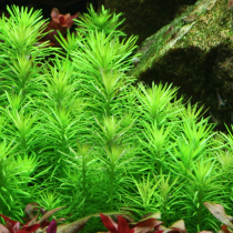 Pogostemon deccanensis - Tropica košíček