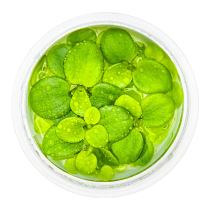 Limnobium laevigatum - Tropica in vitro
