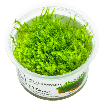 Leptodictyum riparium - Tropica in vitro