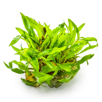 Cryptocoryne wendtii 'Green' - Tropica in vitro