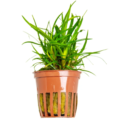 Eriocaulon sp. 'Vietnam' - Tropica košíček
