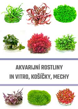 Profiplants